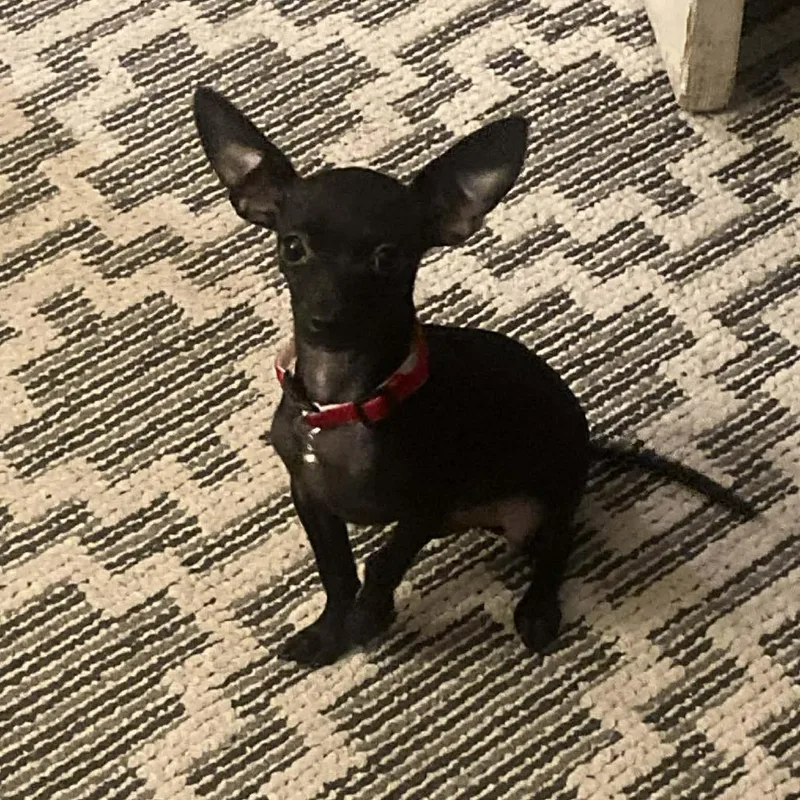 Dumbo Dante