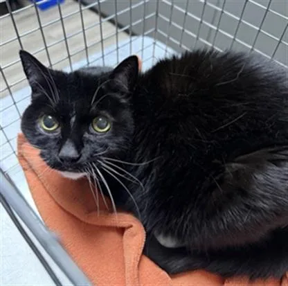 A senior small-sized female Domestic Short Hair cat named Derrida for adoption in Redlands, CA