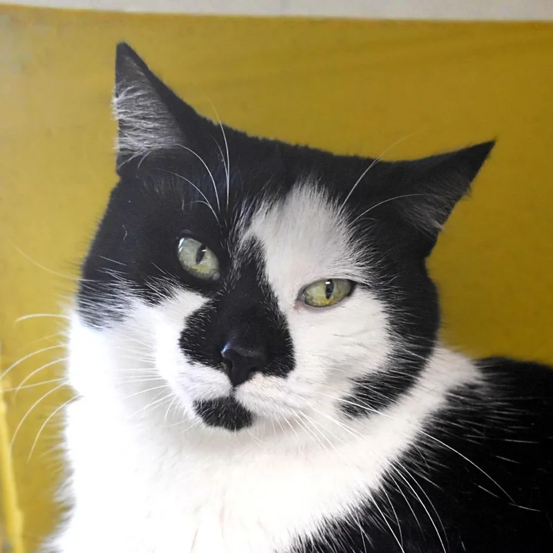An adult medium-sized female Domestic Short Hair cat named Beans for adoption in Saint Petersburg, FL