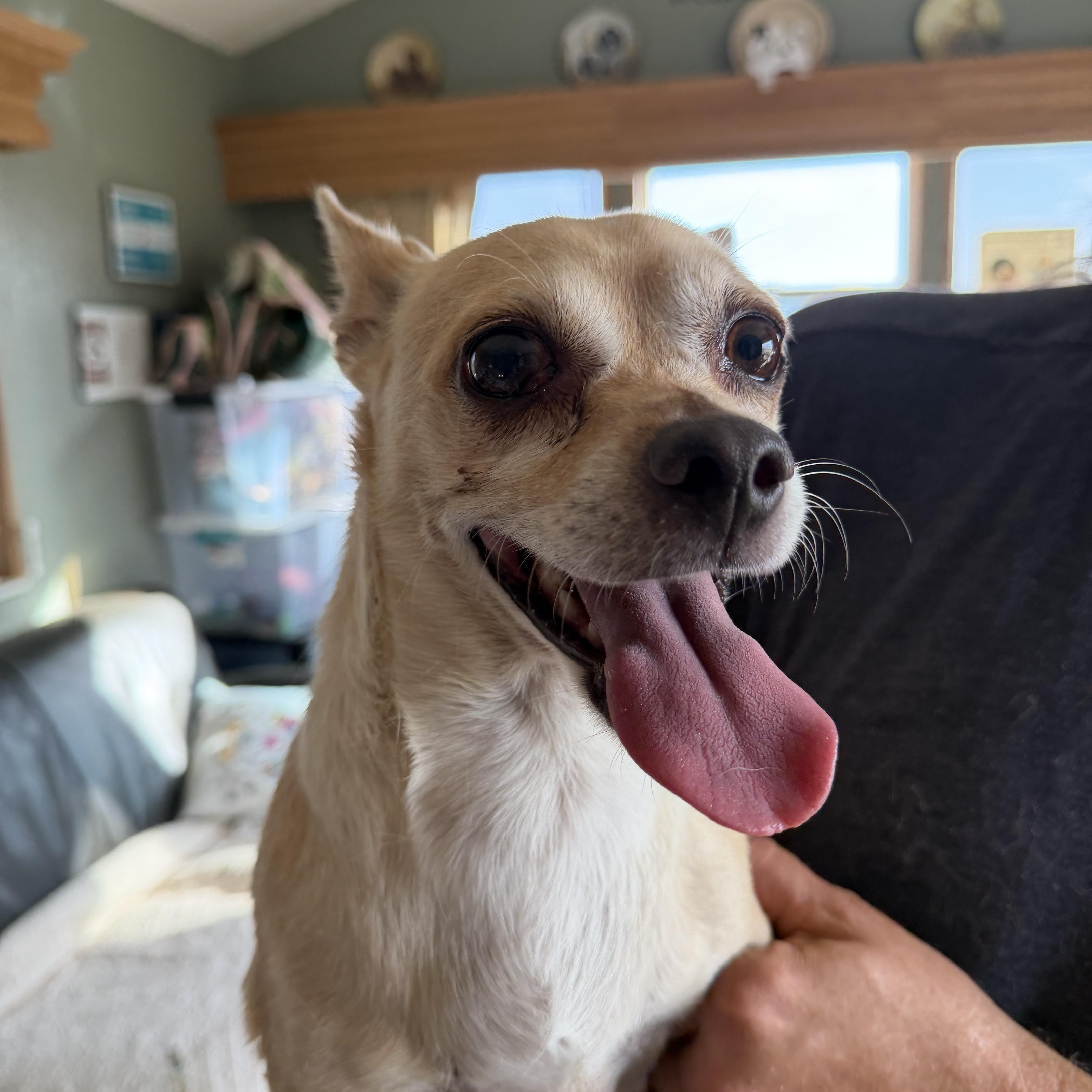 A young small-sized male Yellow / Tan / Blond / Fawn Chihuahua dog named George for adoption in Deming, NM
