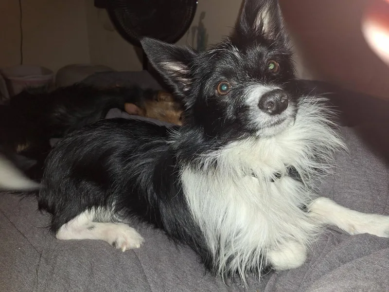 A young small-sized male Chihuahua dog named Rebel for adoption in Rogersville, TN