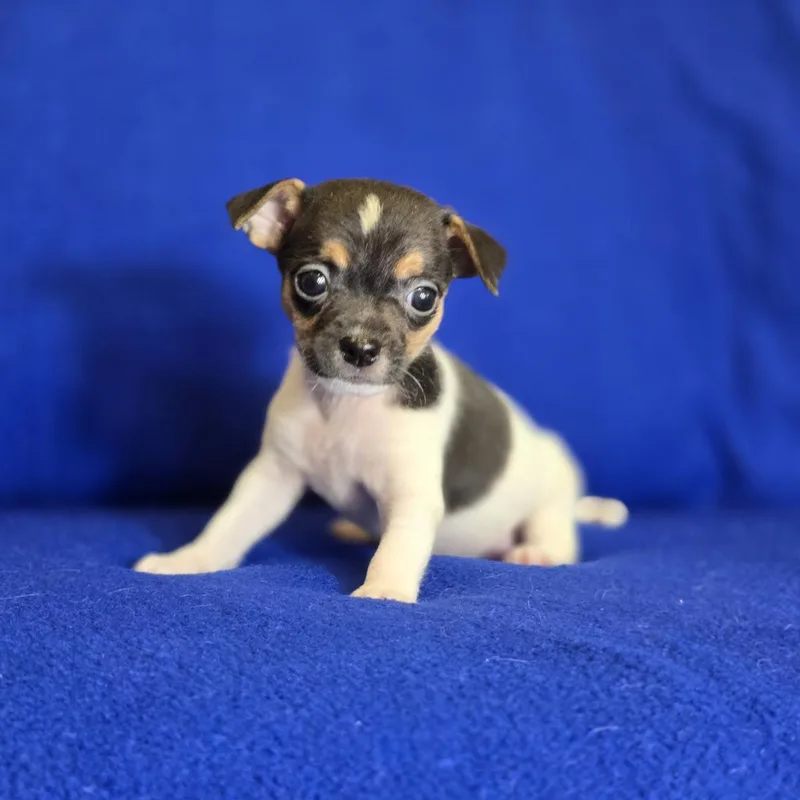 A baby small-sized male Tricolor (Brown, Black, & White) Rat Terrier dog named Timber for adoption in Mansfield, TX