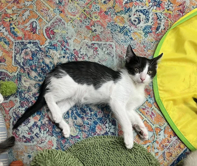 A baby small-sized male Black & White / Tuxedo Domestic Short Hair cat named Rigatoni for adoption in Southaven, MS