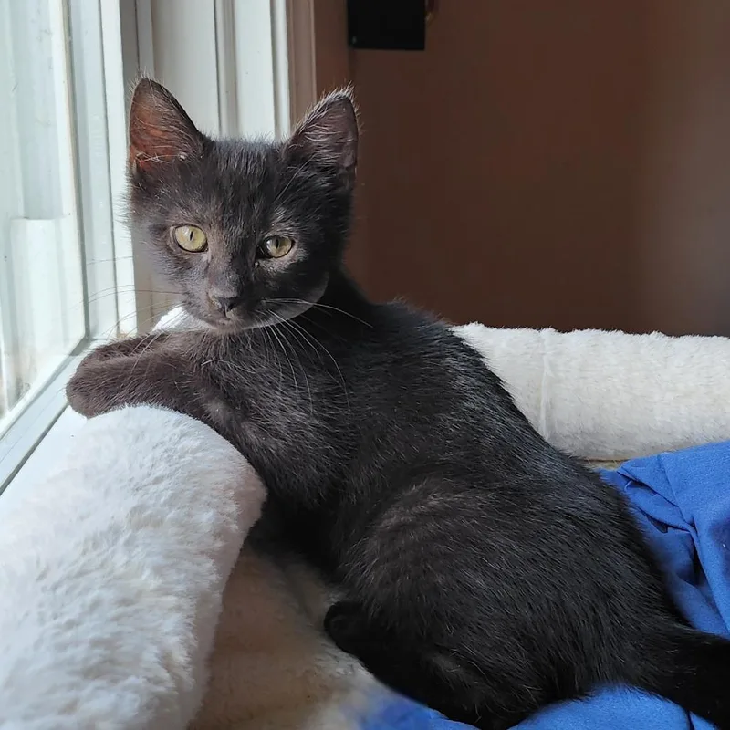 A baby small-sized male Black Domestic Short Hair cat named Epcot for adoption in Birdsboro, PA