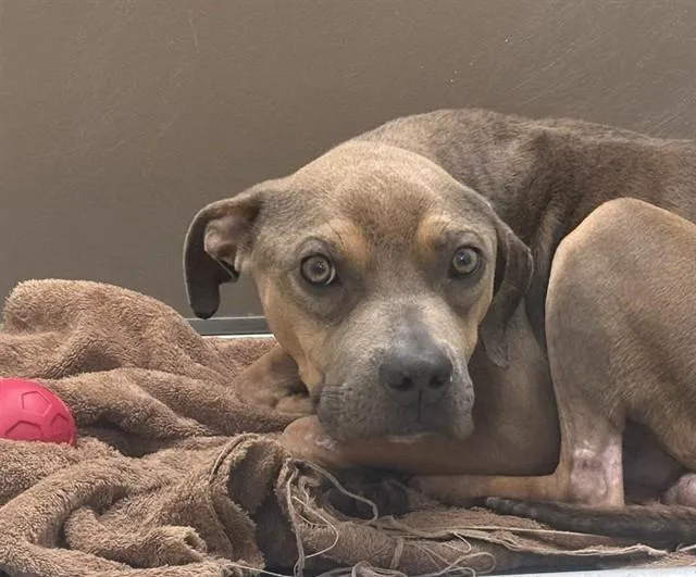 A baby small-sized male Pit Bull Terrier dog named Baltimore for adoption in Tucson, AZ