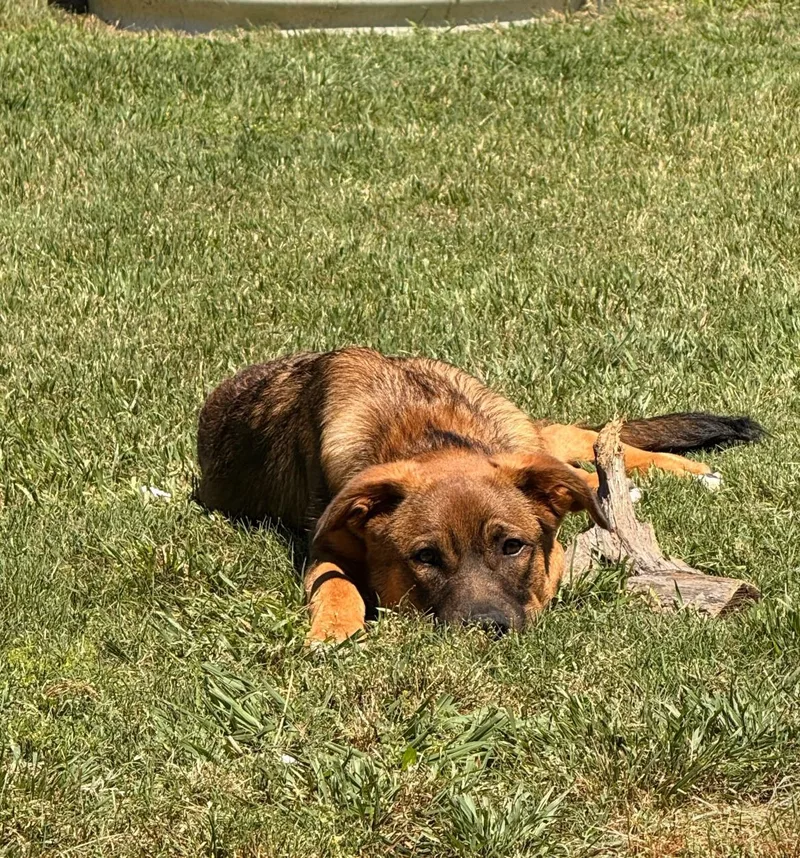A baby medium-sized male Brown / Chocolate German Shepherd Dog dog named Saint for adoption in Pflugerville, TX