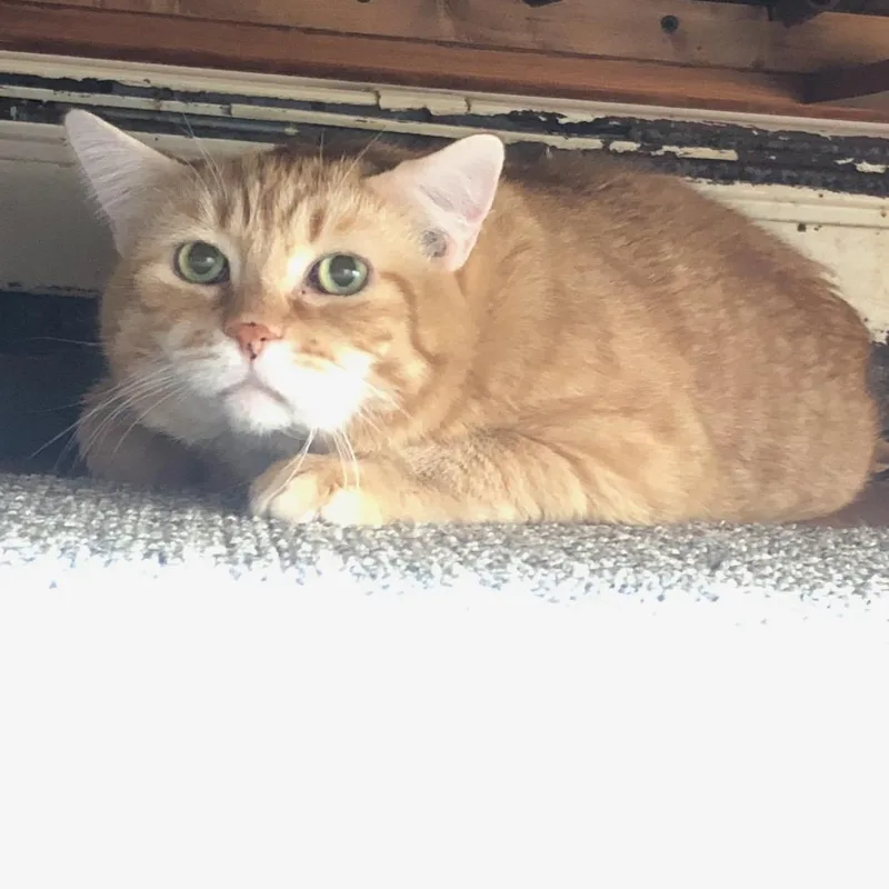 A senior medium-sized male Tabby (Orange / Red) Domestic Short Hair cat named Reggie for adoption in Newburgh, NY