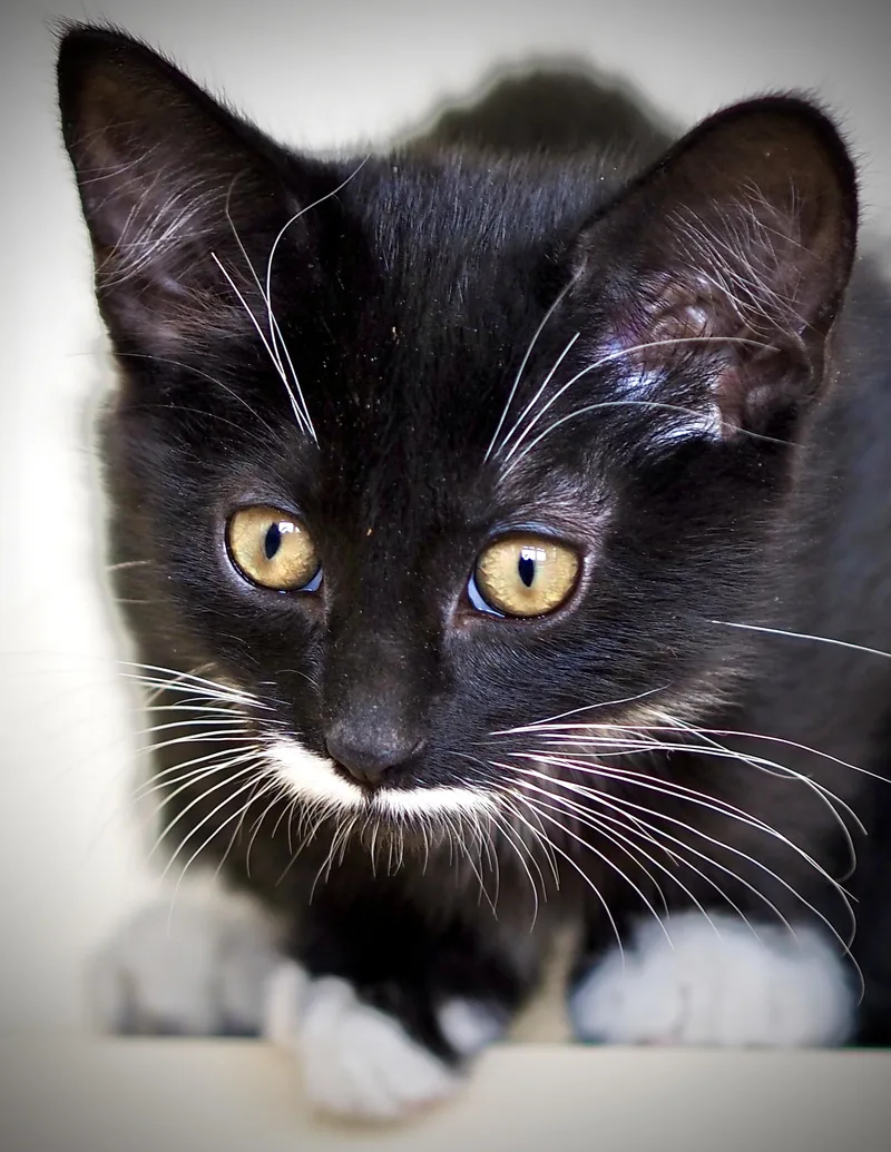 A baby small-sized female Domestic Short Hair cat named Juno for adoption in Buena Vista, CO