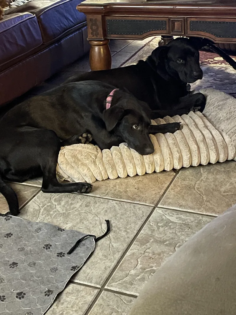 Kass Everly Elliott thumbnail 2