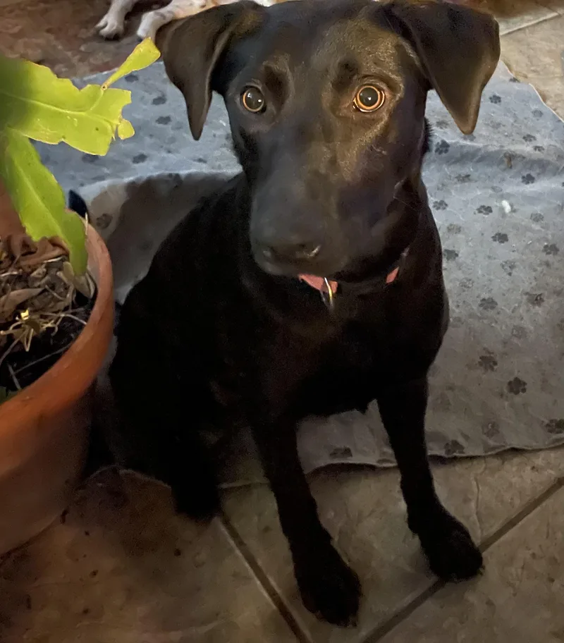 Kass Everly Elliott thumbnail 4