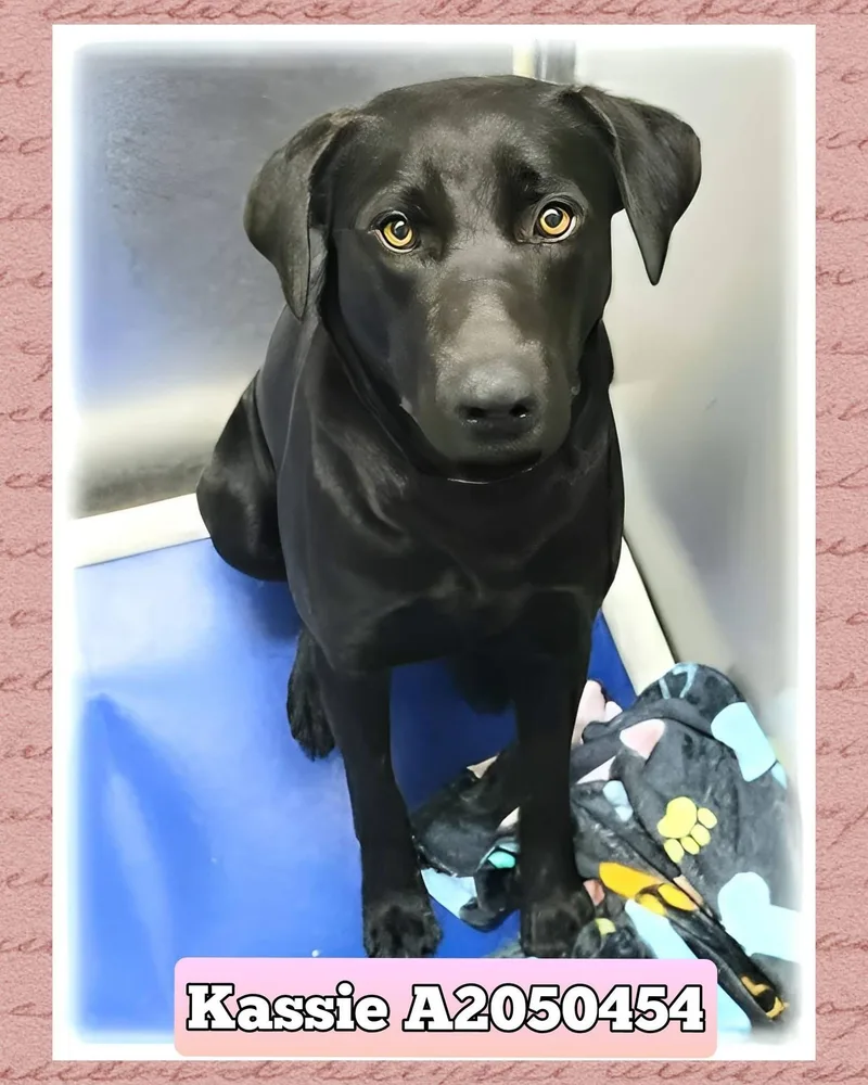 Kass Everly Elliott thumbnail 5