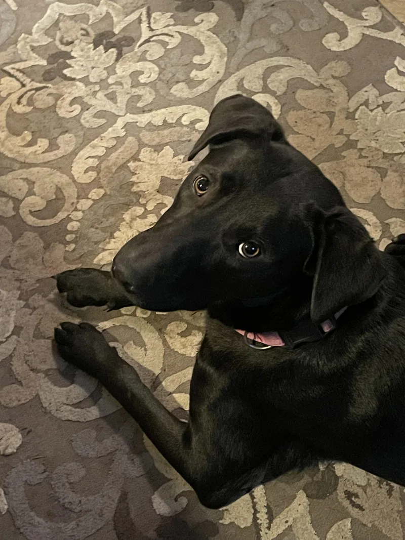 Kass Everly Elliott thumbnail 6