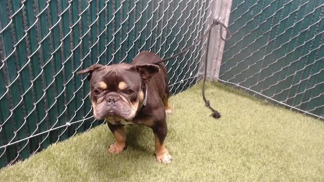 An adult medium-sized male French Bulldog dog named Apollo for adoption in Downey, CA