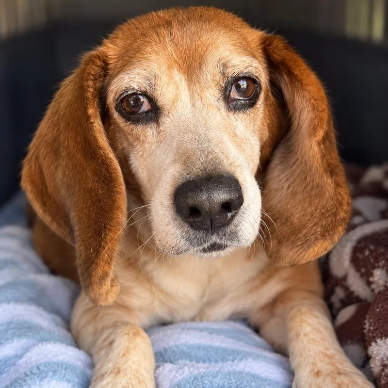 A senior small-sized female Tricolor (Brown, Black, & White) Beagle dog named Nibsy for adoption in HANSON, MA
