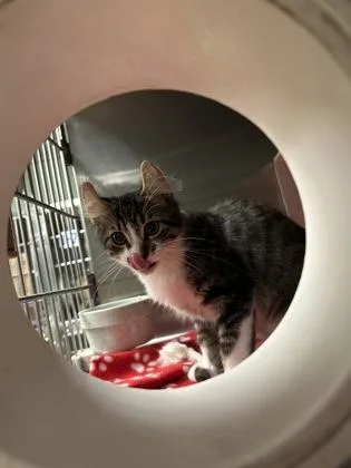 A baby medium-sized male American Curl cat named Donovan for adoption in Picayune, MS