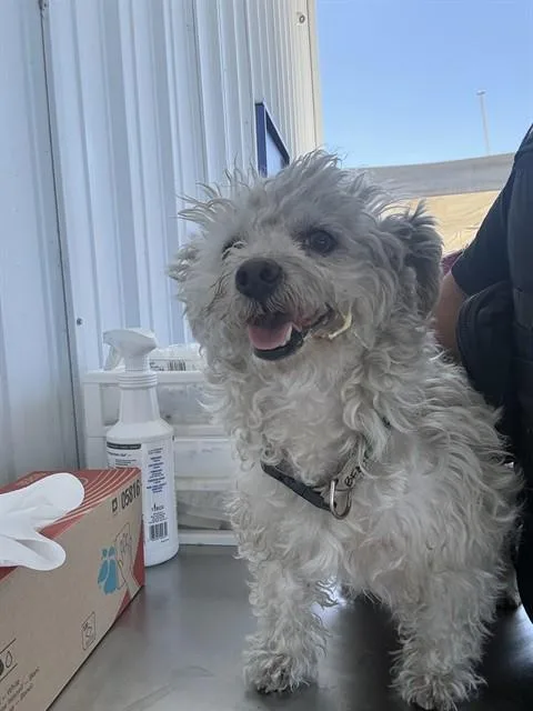An adult small-sized male Terrier dog named Angel for adoption in Bakersfield, CA