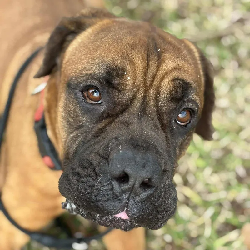 Gus