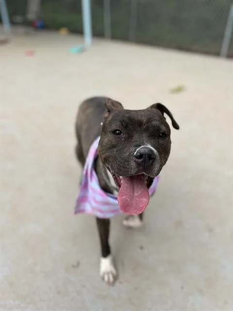 A young medium-sized female Pit Bull Terrier dog named Priscilla for adoption in Charlotte, NC