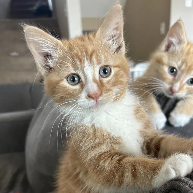 A baby small-sized male Orange / Red Domestic Medium Hair cat named Squirtle C for adoption in Minnetonka, MN
