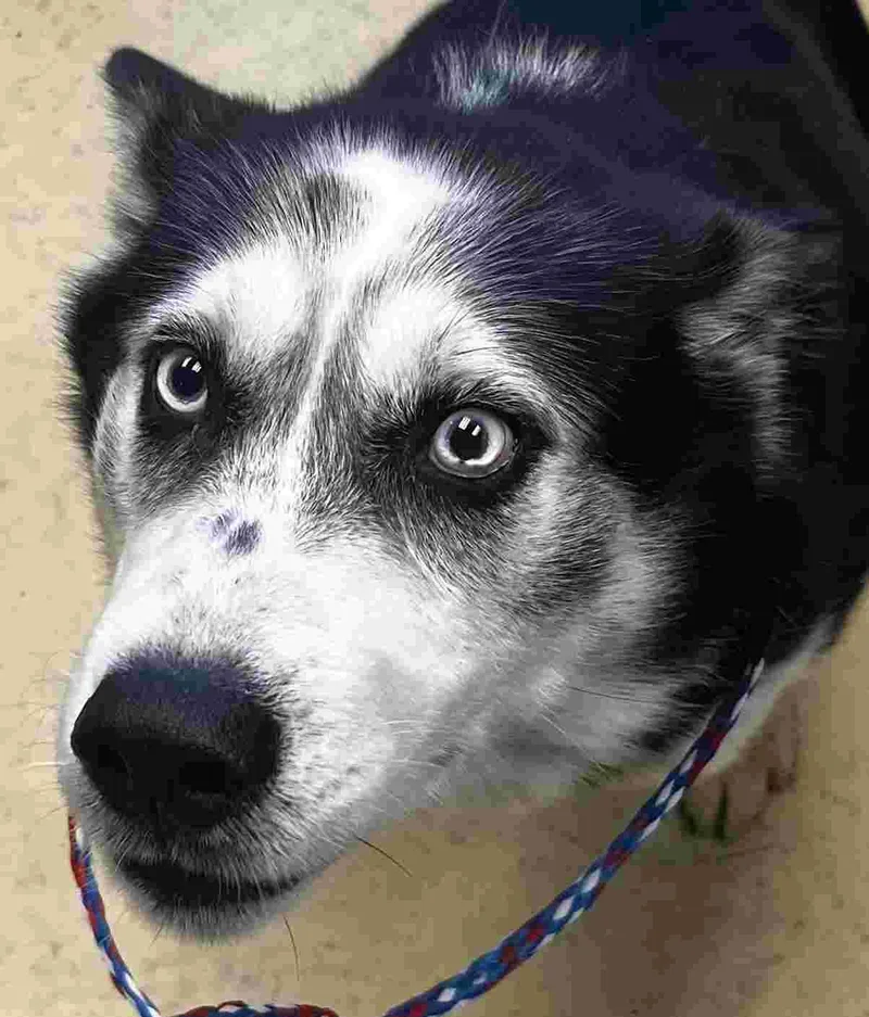 An adult medium-sized male Black Husky dog named Doug for adoption in New Castle, IN