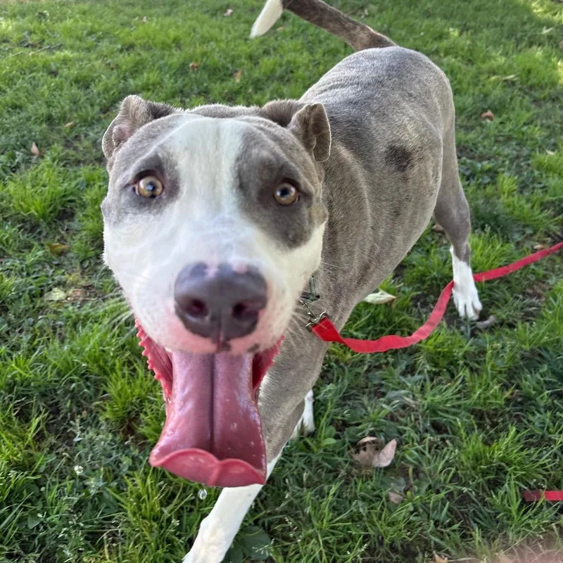 A young large-sized male White / Cream Pit Bull Terrier dog named Jabz for adoption in San Jacinto, CA