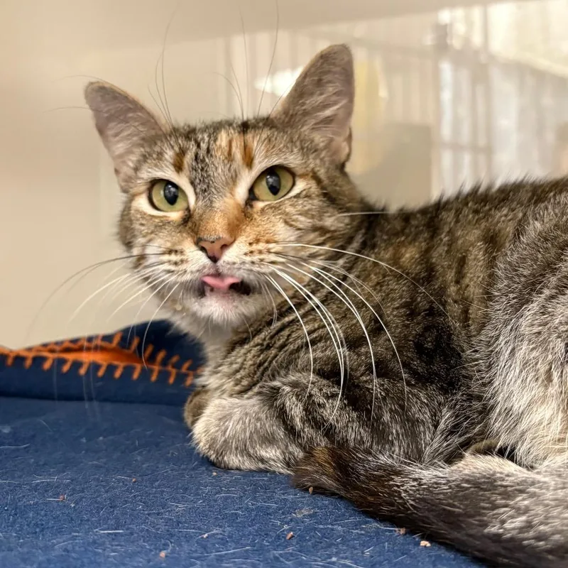 An adult medium-sized female Domestic Short Hair cat named Meg for adoption in Cumming, GA