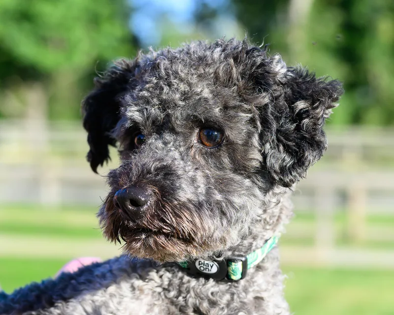 A young small-sized male Cockapoo dog named Einstein for adoption in Montclair, NJ