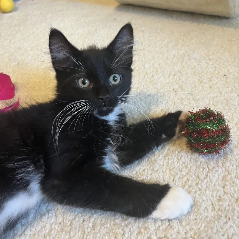A baby medium-sized male Black & White / Tuxedo Tuxedo cat named Americano for adoption in Duluth, GA