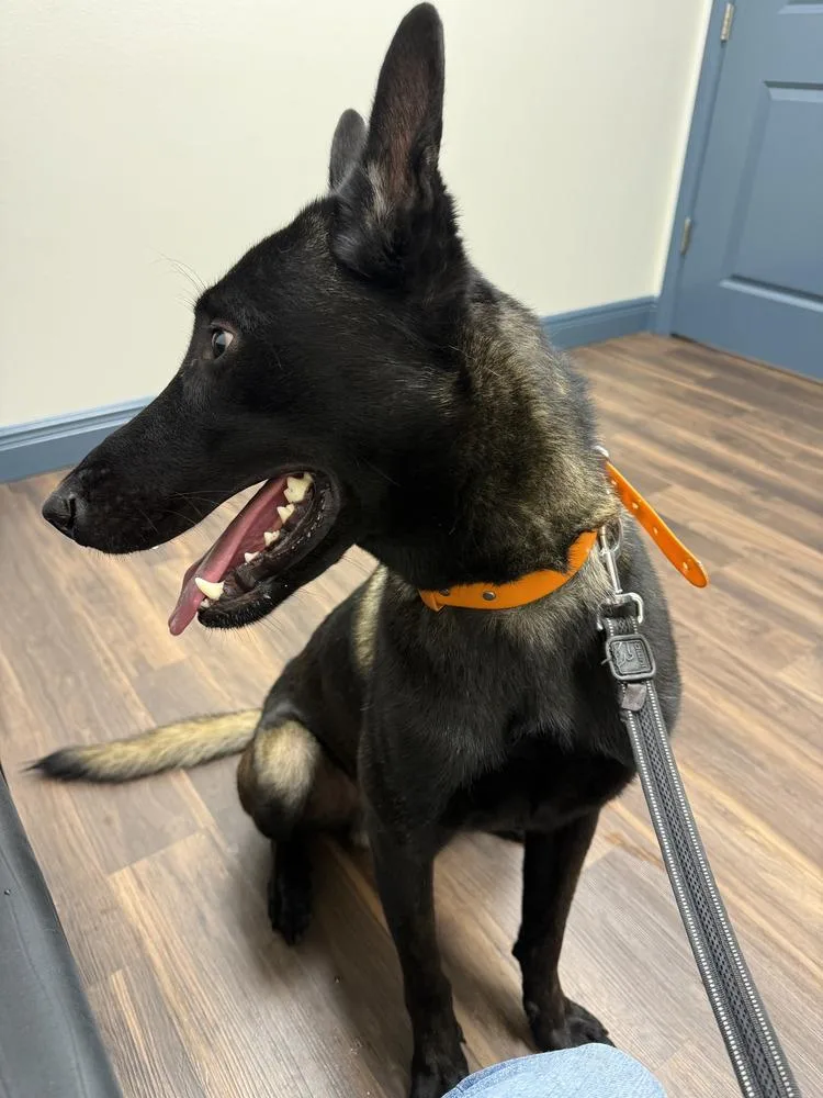 A young large-sized male Brown / Chocolate Belgian Shepherd / Malinois dog named Nuke Located in for adoption in Imlay City, MI