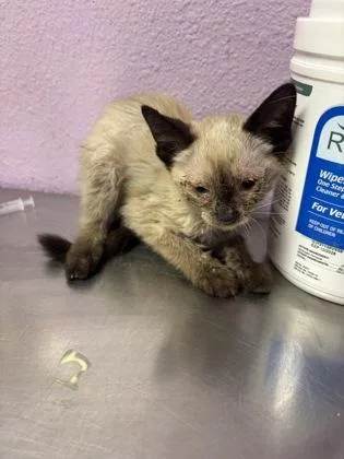 A baby medium-sized female White Siamese cat named 61274068 for adoption in El Paso, TX