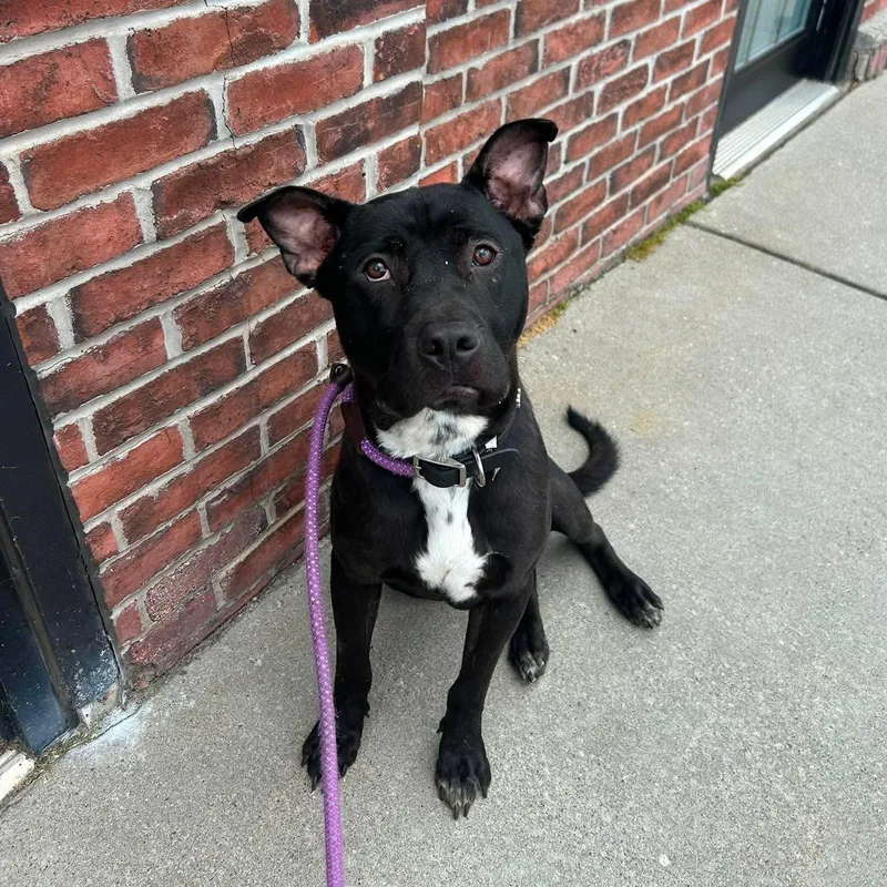 A young medium-sized male Black Pit Bull Terrier dog named Otis for adoption in Buffalo, NY