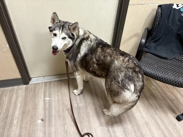 A young large-sized female Siberian Husky dog named Paisely for adoption in Oceanside, CA
