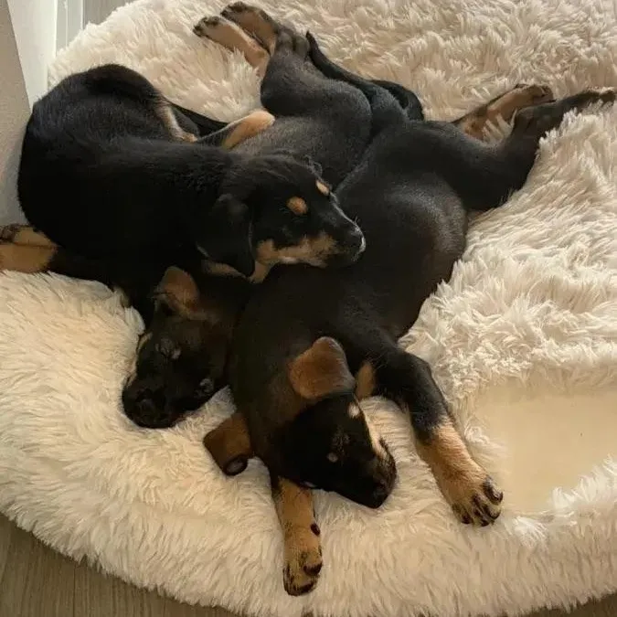 A baby large-sized female Black Rottweiler dog named Pippa for adoption in Polk, OH
