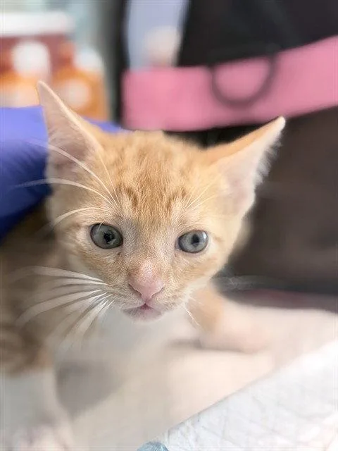 A baby small-sized male Orange / Red Domestic Short Hair cat named Cheeto for adoption in Tavares, FL