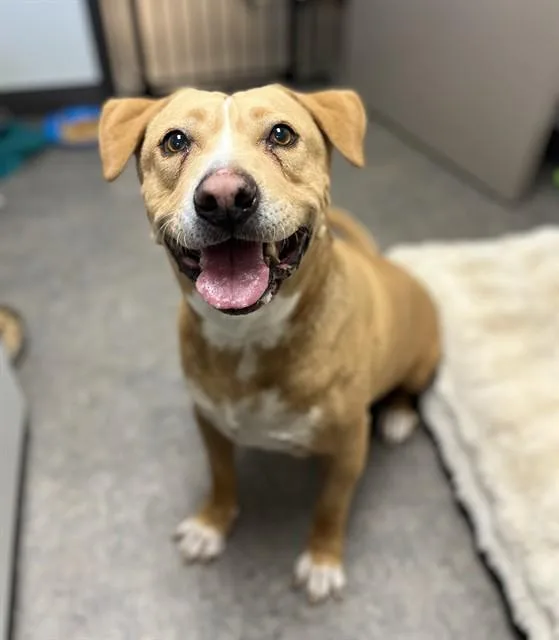 An adult large-sized male Pit Bull Terrier dog named Kenobi for adoption in Ontario, CA