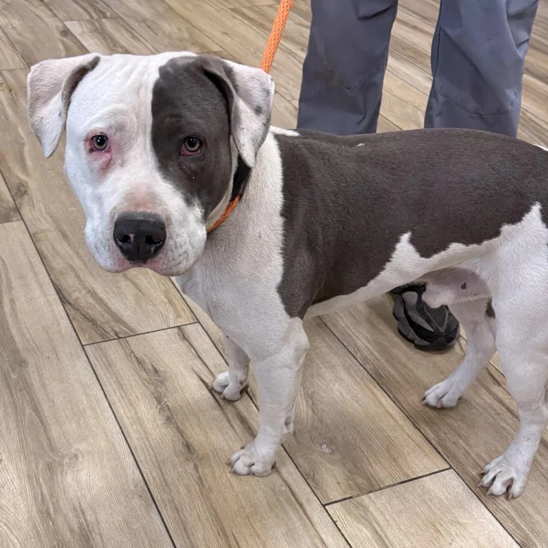 A baby large-sized male White / Cream Pit Bull Terrier dog named Greg for adoption in Newark, NJ