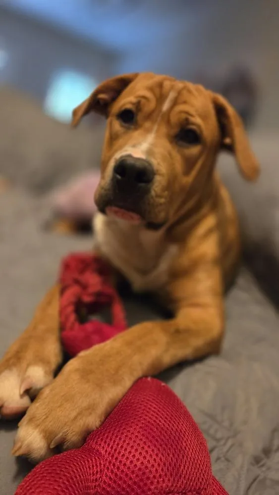 A baby large-sized male Brown / Chocolate Pit Bull Terrier dog named Abe for adoption in Gillsville, GA