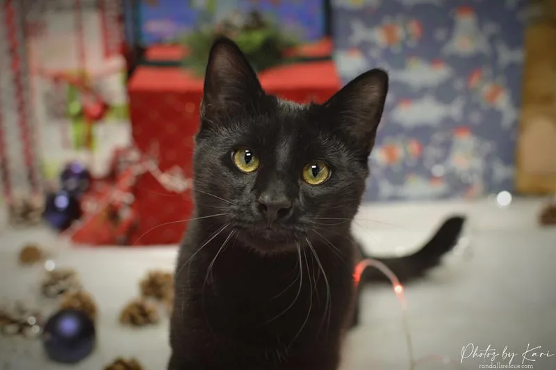 Duke Country Club Fiv+ thumbnail 2