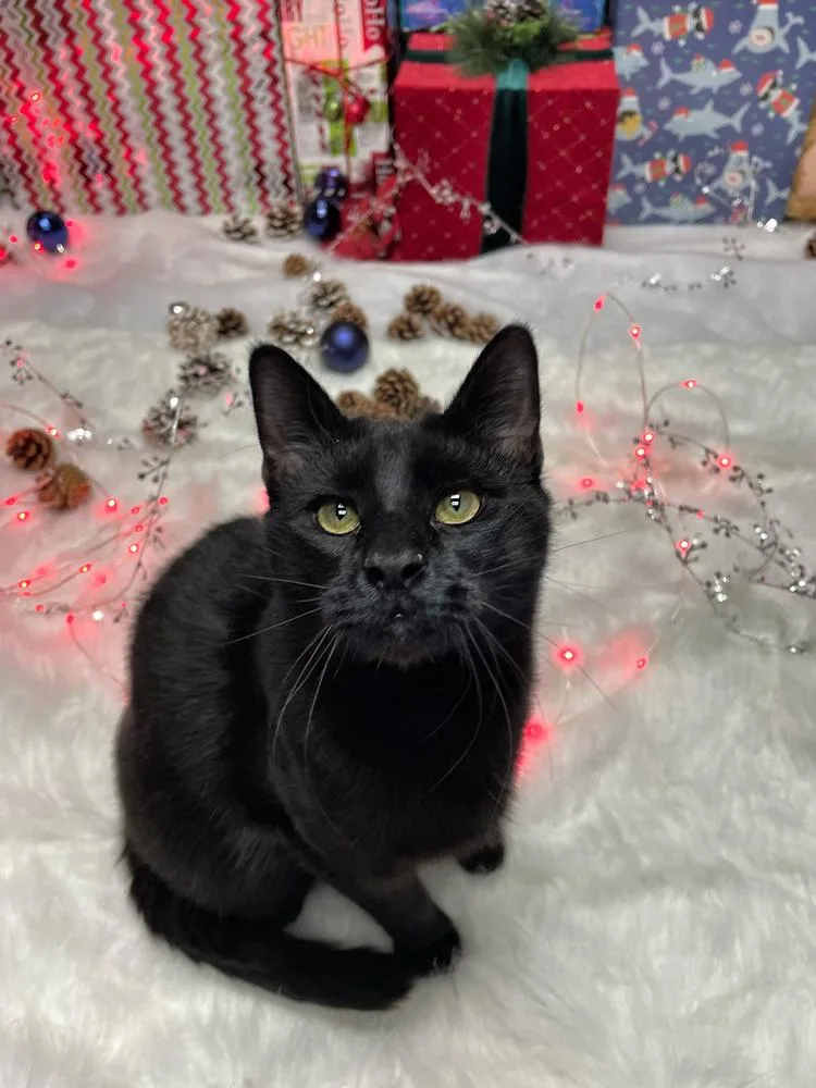 Duke Country Club Fiv+ thumbnail 4