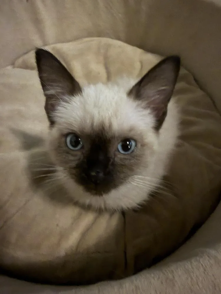 Meow thumbnail 2