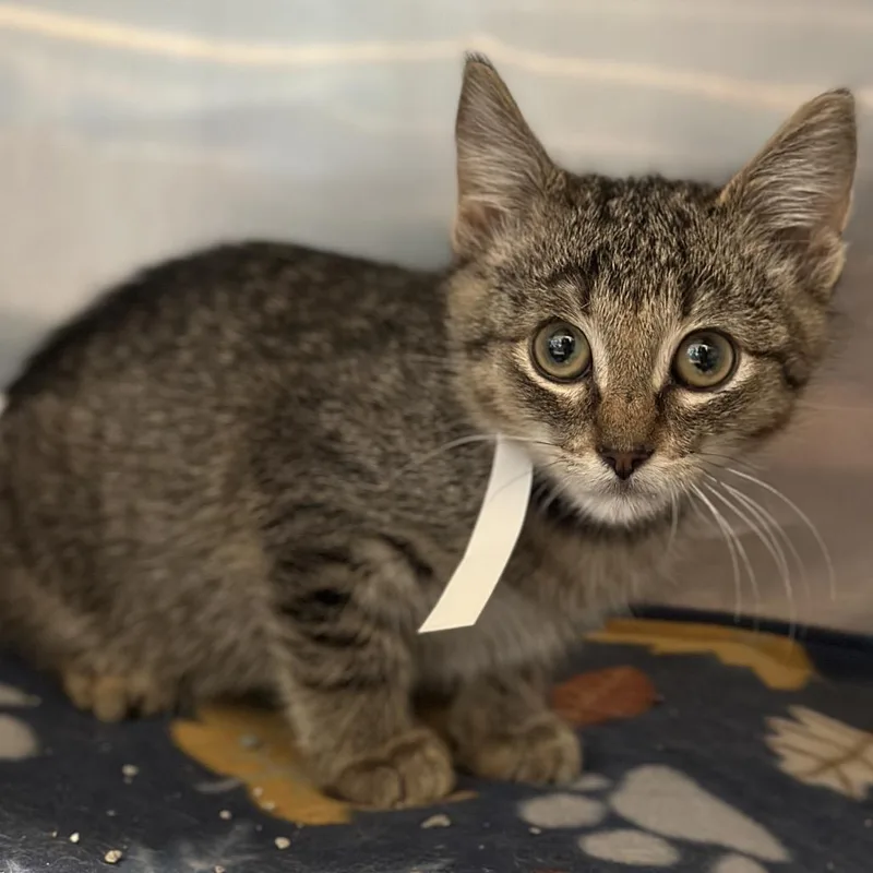 A baby small-sized male Brown / Chocolate Domestic Short Hair cat named Harold for adoption in Matteson, IL