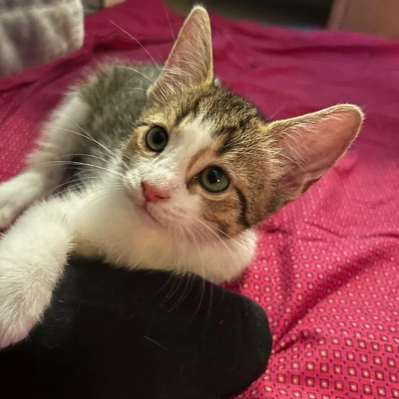A baby small-sized male Domestic Short Hair cat named Heath for adoption in Fairfax, VA