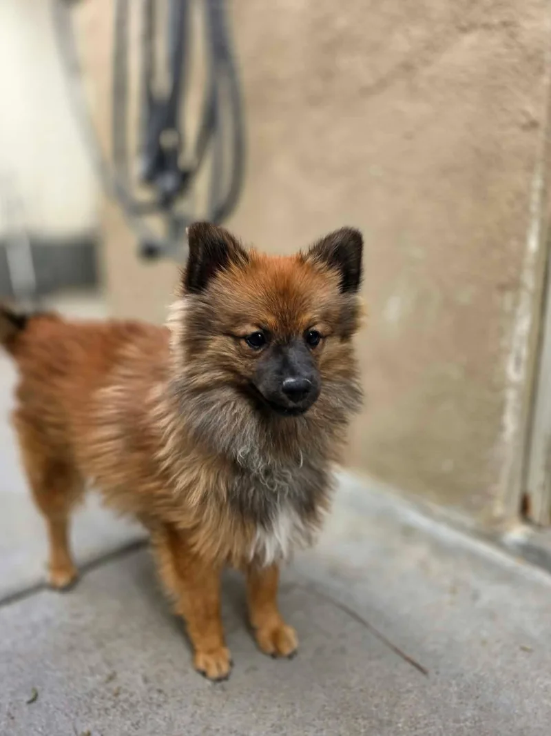 A young small-sized male Sable Pomeranian dog named Pecan for adoption in Phoenix, AZ