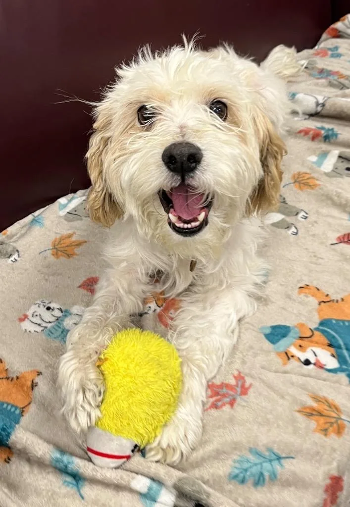 A young small-sized male Terrier dog named Mr. Muffin for adoption in Lake Forest, CA