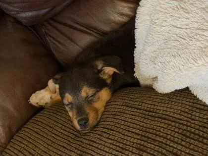 Troll Doll thumbnail 2