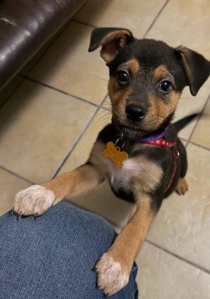 Troll Doll thumbnail 3