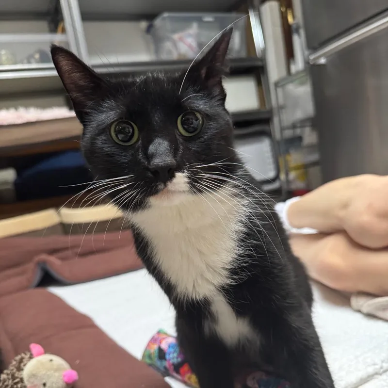 A young medium-sized female Black American Shorthair cat named Cleo for adoption in Oakton, VA