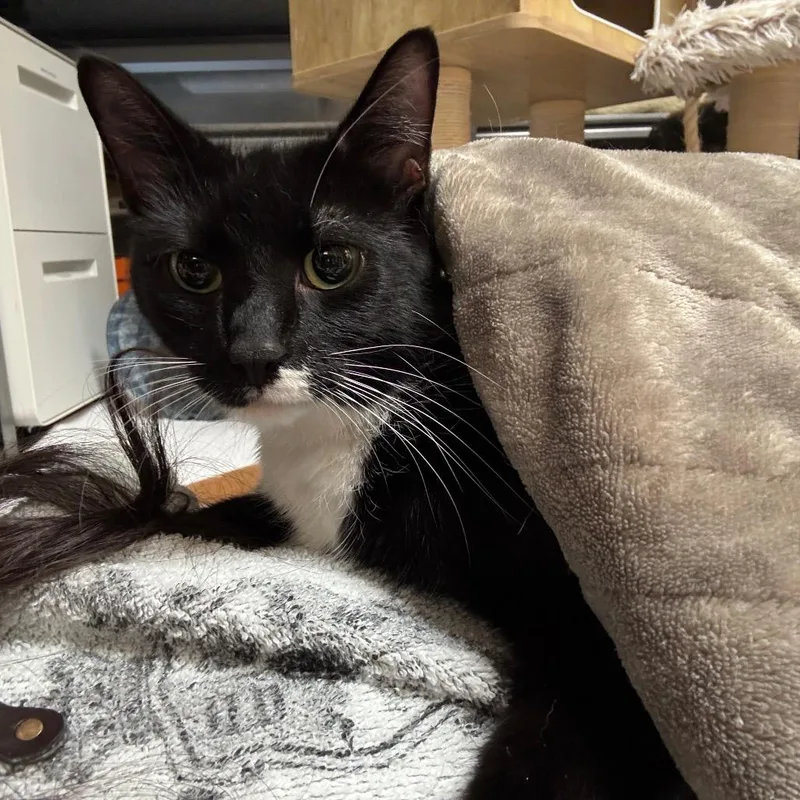 Cleo thumbnail 2