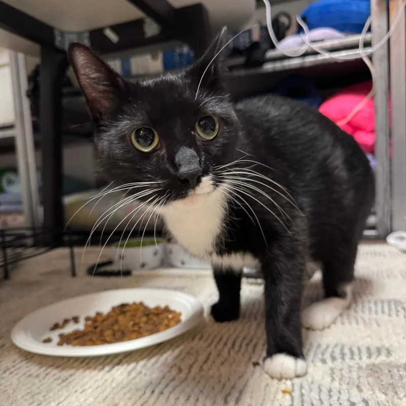 Cleo thumbnail 3