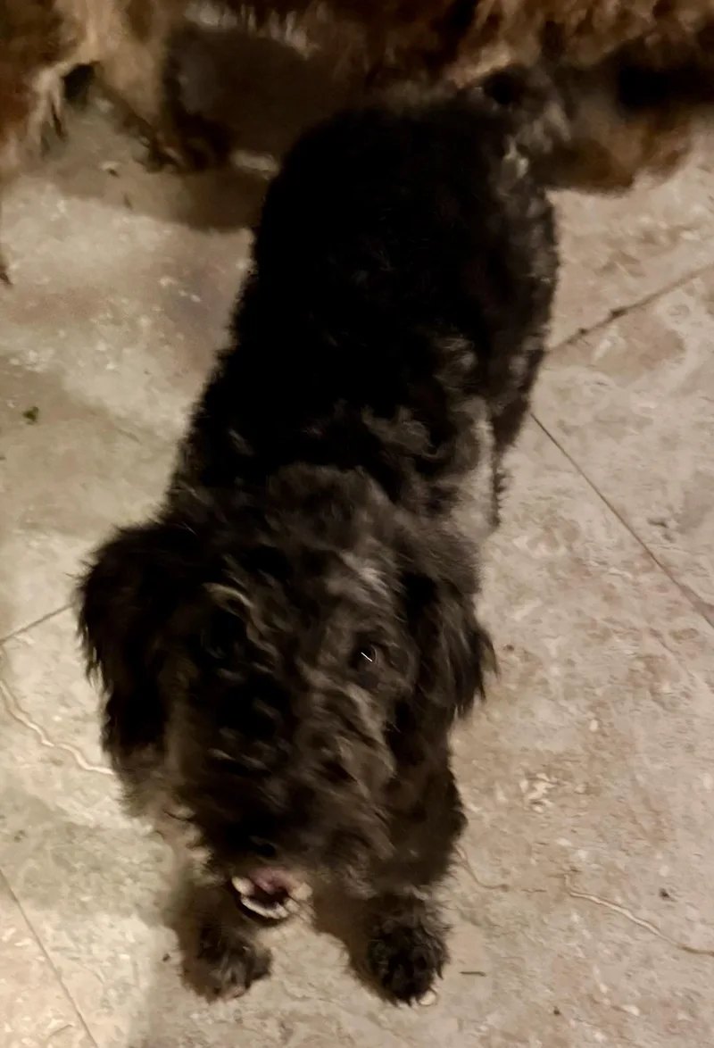 A baby medium-sized female Merle (Blue) Labradoodle dog named Hypoallergenic Labradoodle Puppy Girl for adoption in Boca Raton, FL